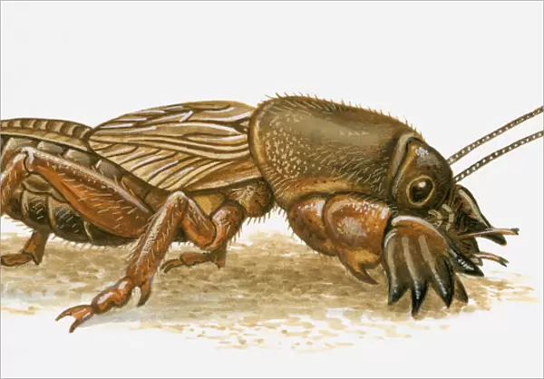 Illustration of Mole Cricket (Mole Cricket)