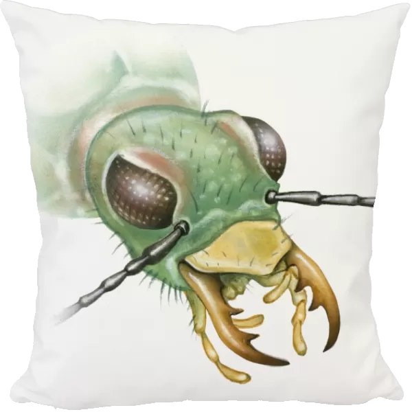 Illustration of a beetles head