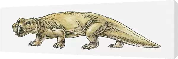 Illustration of a Scaphonyx, type of rynchosaur, Triassic period