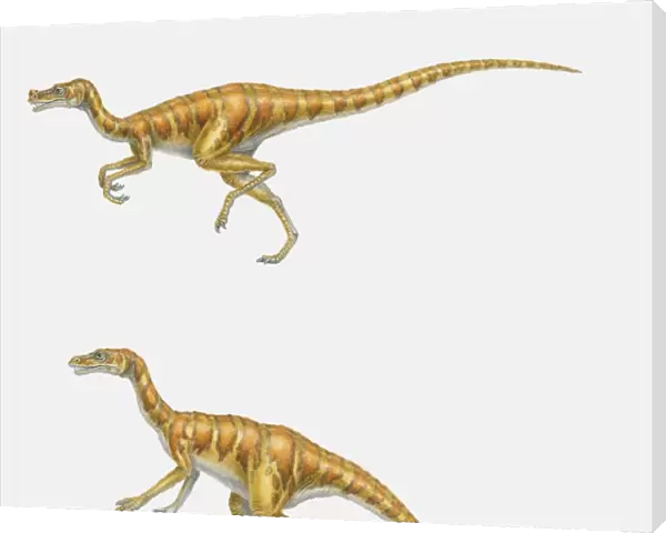 Illustration of two Ornitholestes dinosaurs, running and standing, side view