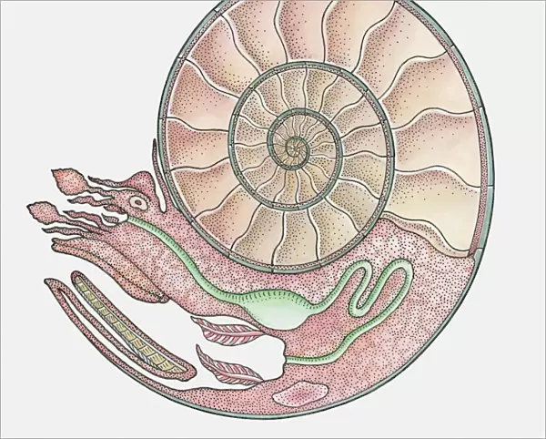Anatomical illustration of an Ammonite