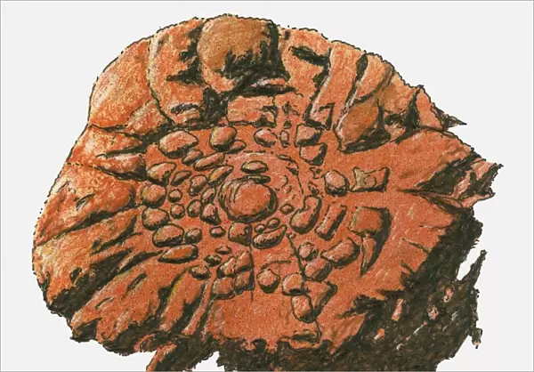 Illustration of fossil