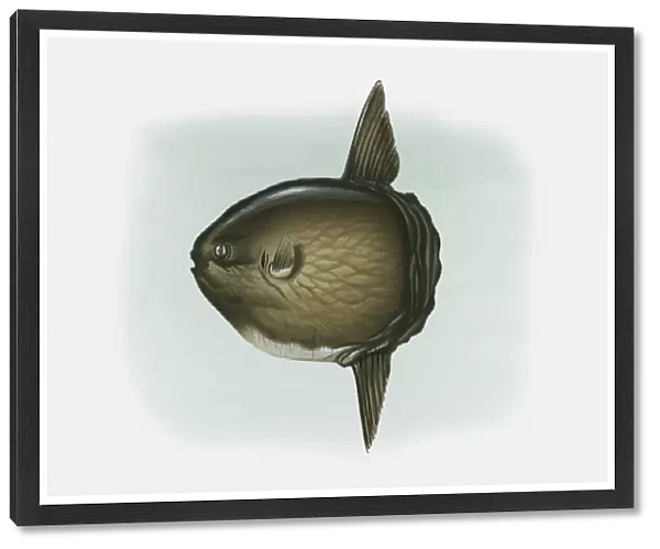 Illustration of Ocean Sunfish (Mola mola)