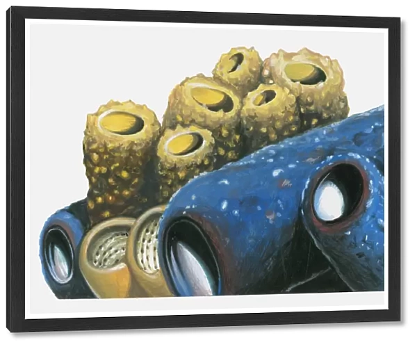 Illustration of yellow and blue Tube Coral (Tubastraea)