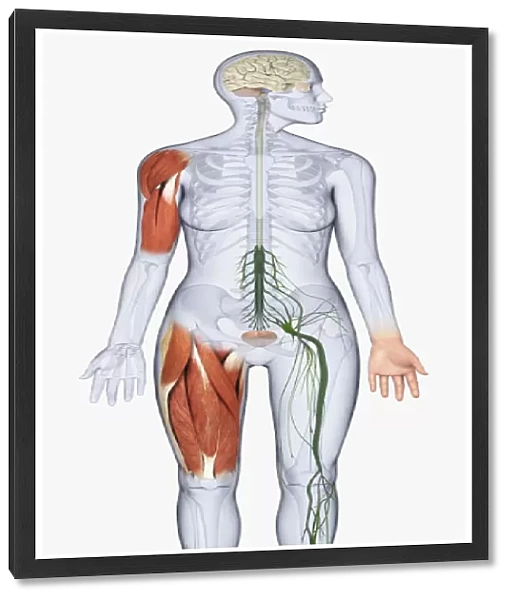 Digital illustration of female anatomy showing brain, muscles in arm and upper leg, nerves from spine to leg, and bladder