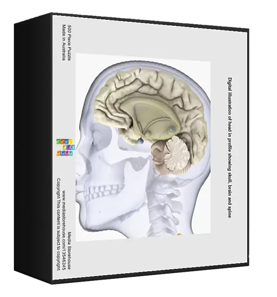 Digital illustration of head in profile showing skull, brain and spine