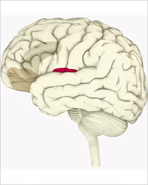 Digital illustration of anterior insular, anterior cingulate cortex, and ventromedial prefrontal cortex highlighted in human brain