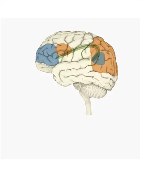 Digital illustration of frontal lobe and parietal lobe areas (orange) in left hemispheres (blue), and pathway of data from parietal lobe to frontal lobe (green) in human brain