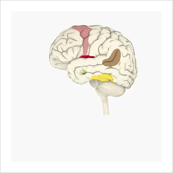 Digital illustration of emotional response areas in human brain