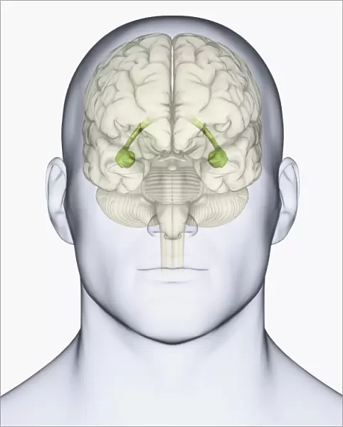 Digital illustration of head showing location of hippocampus in human brain