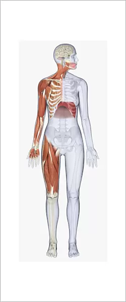 Digital illustration of female anatomy showing muscles of neck, arm, chest, diaphragm and upper leg