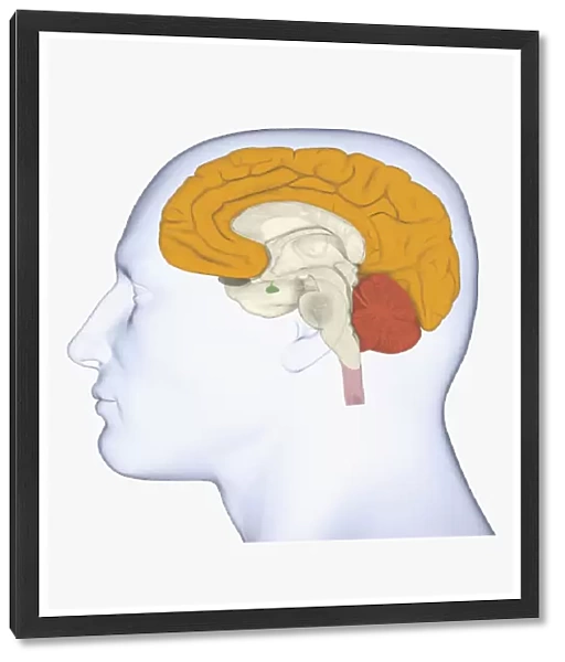 Digital illustration head in profile with cerebrum and cortex highlighted