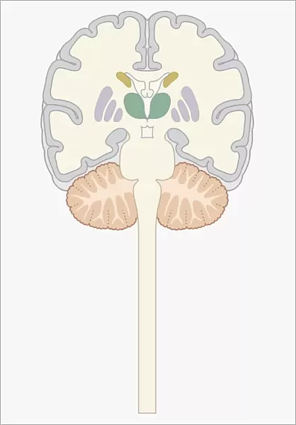 Cross section digital illustration of human brain showing caudate nucleus, putamen, external globus pallidus, and internal globus pallidus