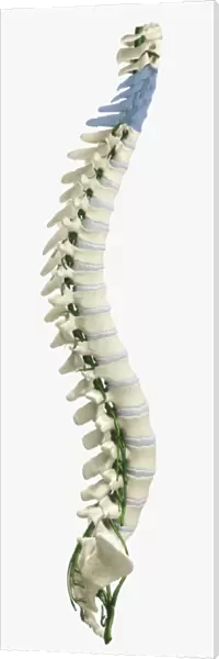 Digital illustration of human spine with damaged area highlighted in blue resulting in quadriplegia