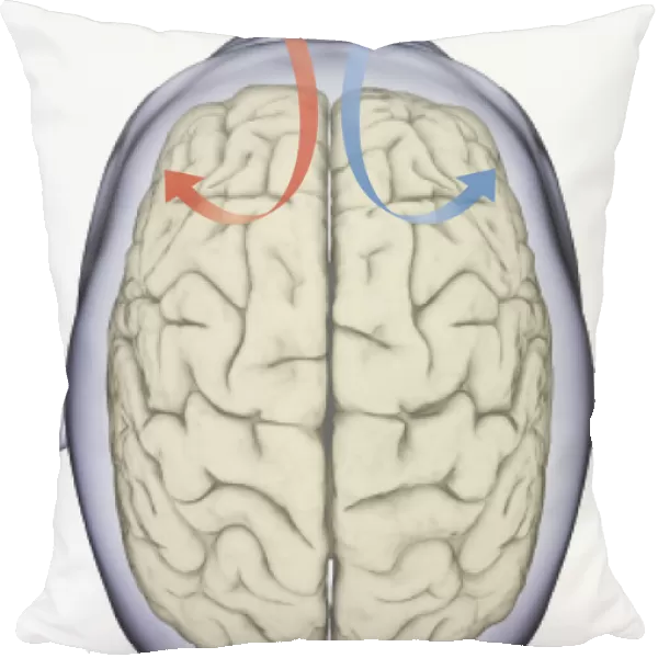 Digital illustration of same side processing of smell from nostril to human brain