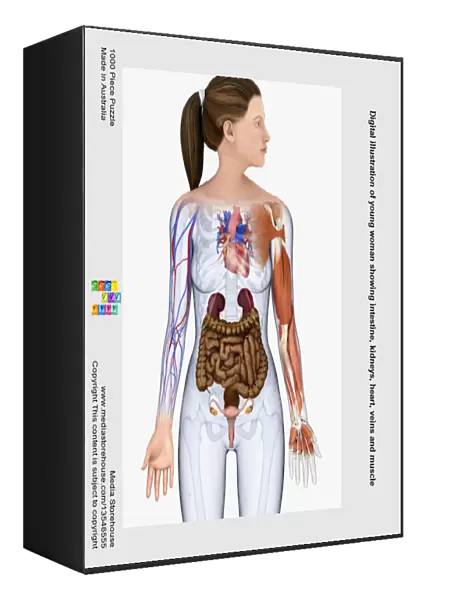 Digital illustration of young woman showing intestine, kidneys, heart, veins and muscle