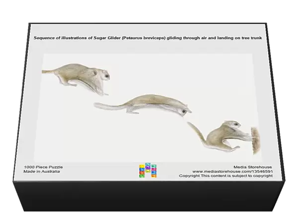 Sequence of illustrations of Sugar Glider (Petaurus breviceps) gliding through air and landing on tree trunk