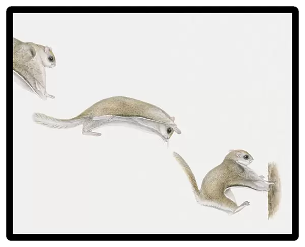 Sequence of illustrations of Sugar Glider (Petaurus breviceps) gliding through air and landing on tree trunk
