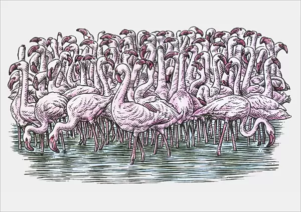 Illustration of Flamingos standing in water