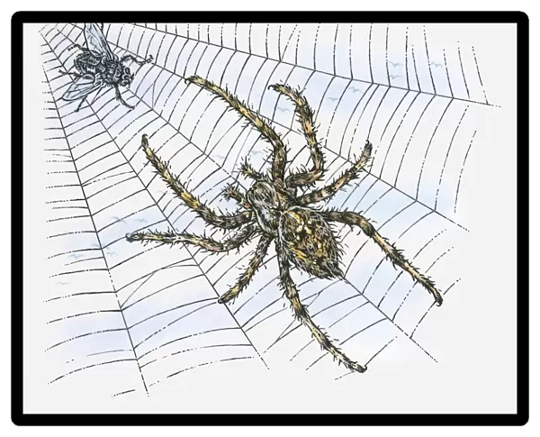 Illustration of spider with fly caught in web