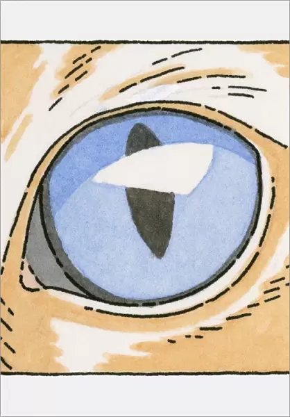 Illustration of blue eye of ginger cat