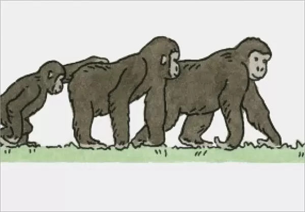 Illustration of family of Gorillas