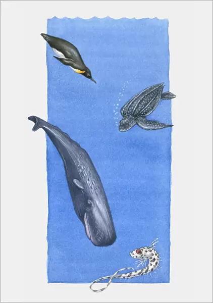 Illustration of Emperor Penguin, Leatherback Turtle, Sperm Whale and Rattail fish at various depth i