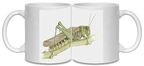 Illustration of Grasshopper on stem