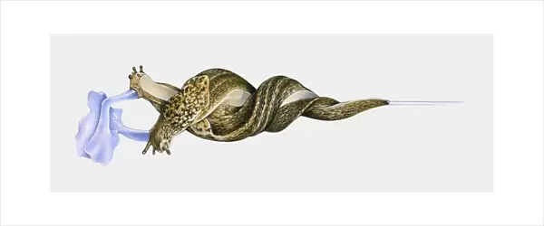 Illustration of Great slug (Limax maximus) mating hanging intertwined from stem by mucus
