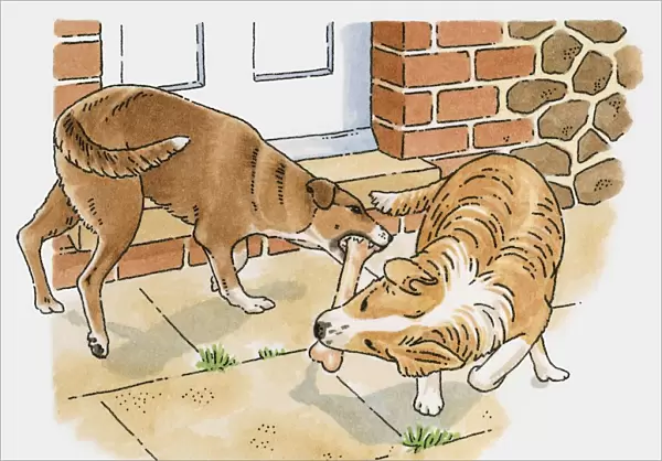 Illustration of two dogs chewing on the same bone