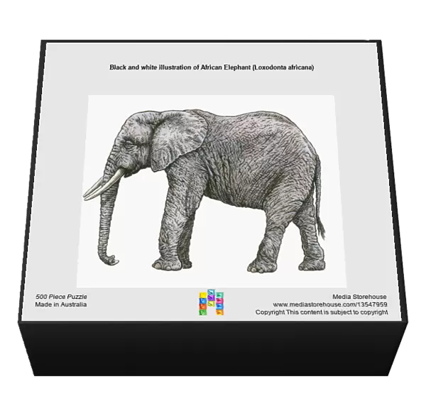 Black and white illustration of African Elephant (Loxodonta africana)