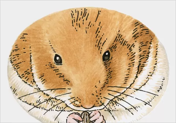 Illustration of hamster holding sunflower seed
