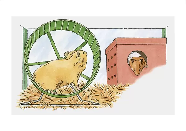 Illustration of guinea pig and hamster in cage
