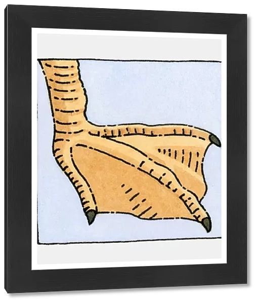 Illustration of Seagull (Laridae), webbed foot, close-up