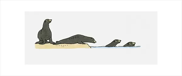 Illustration of Sea Lions on beach and swimming in sea