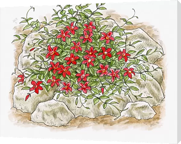 Illustration of climbing Clematis growing over rubble in garden