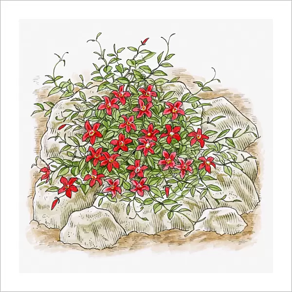 Illustration of climbing Clematis growing over rubble in garden
