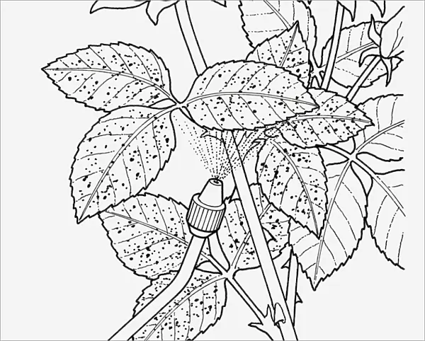 Black and white illustration showing how to spray pest control liquid from nozzle on rose rust below