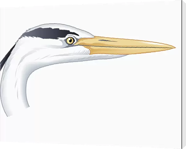 Illustration of Grey heron (Ardea cinerea) head showing long beak
