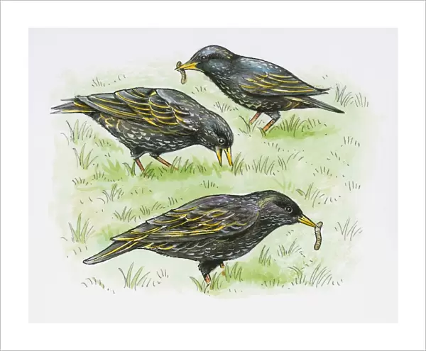 Illustration of European Starling (Sturnus vulgaris) feeding on Earthworm from lawn