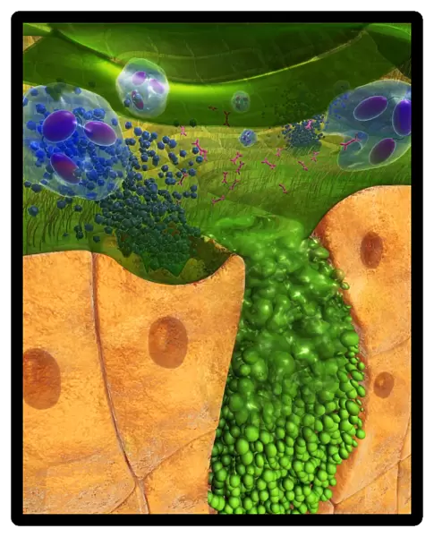 Digital cross section illustration of ciliate cell showing rhinovirus and antobodies in nasal cavity