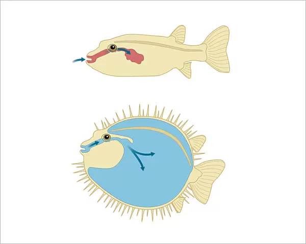 Digital cross section illustration of Porcupine Fish and Puffer Fish abdomen