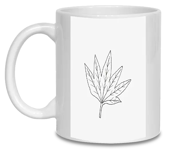 Black and white illustration fan-shaped Hedera (Ivy) leaf