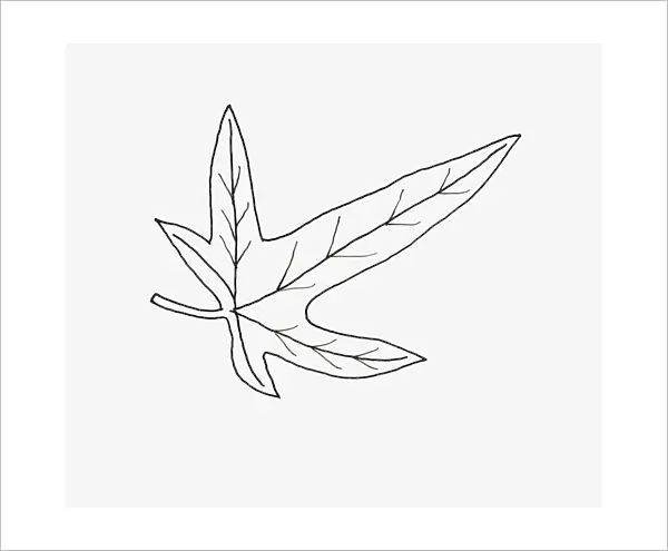Black and white illustration birds foot shape Hedera (Ivy) leaf