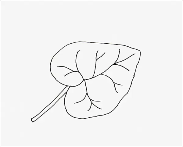 Black and white illustration of heart shaped Hedera (Ivy) leaf