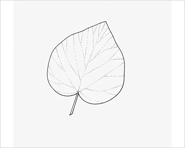 Black and white illustration of unlobed Hedera (Ivy) leaf