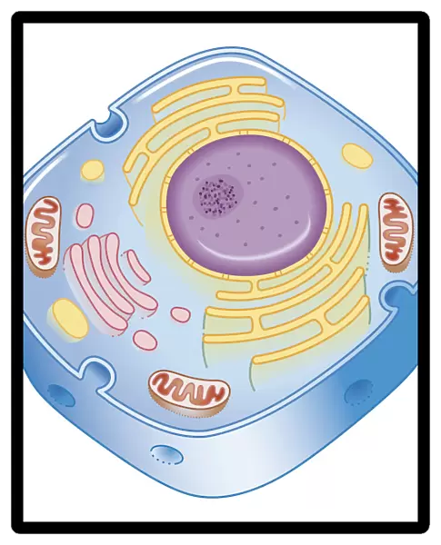 Illustration of cell nucleus containing cell cytoplasm, mitochondria units, DNA, and chromosome