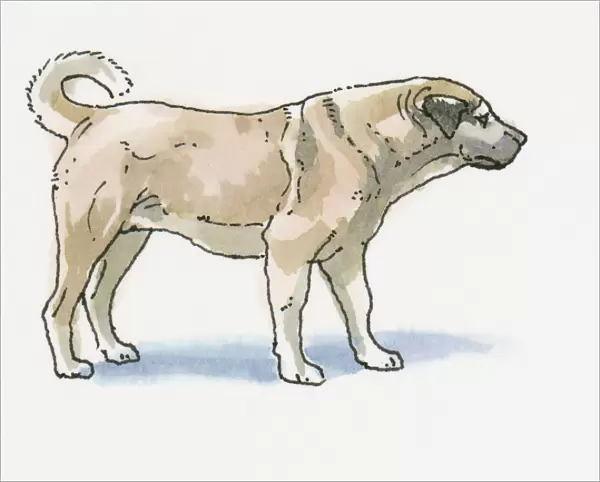 Illustration of Sivas Kangal Dog (Canis lupus familiaris), the national breed of Turkey