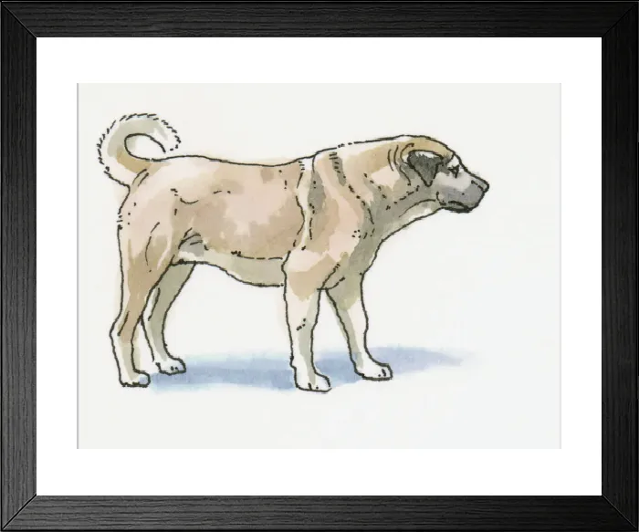 Framed Print : Sivas Kangal Dog Print Framed Print : Sivas Kangal Dog Print