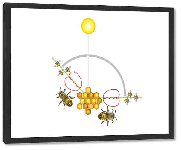 Digital illustration of Honeybee waggle dance where angle from sun indicates direction, and duration of waggle part of dance signifies distance